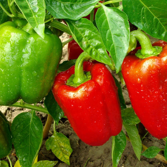 Capsicum-Yolo Wonder