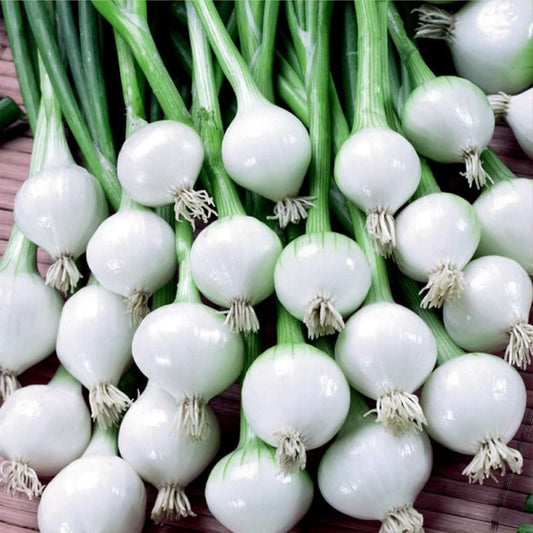 Onion - Barletta Pickling