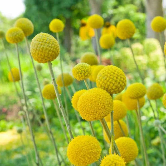 Billy Buttons