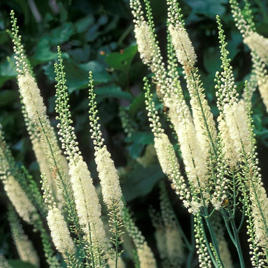 Black Cohosh