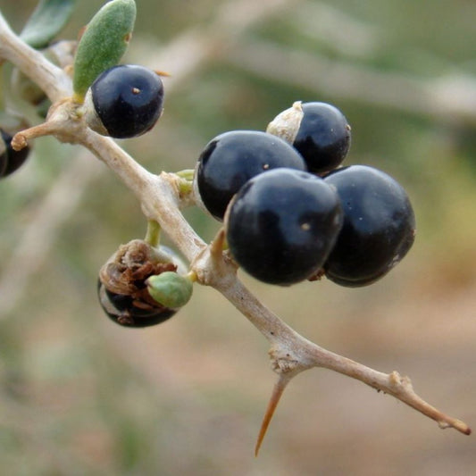 Black Goji Berry