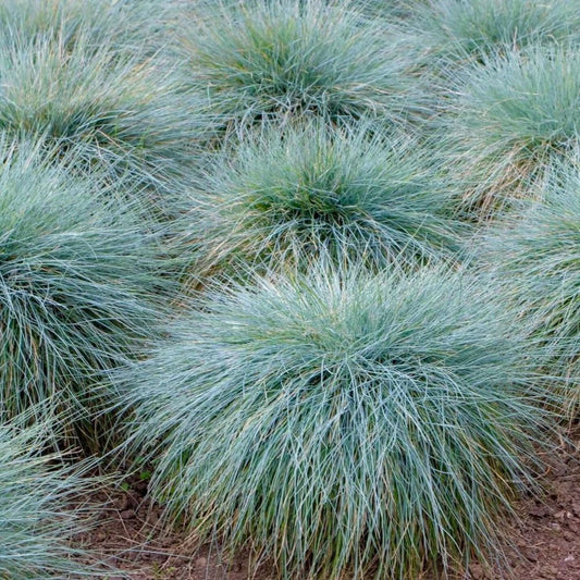 Blue Fescue