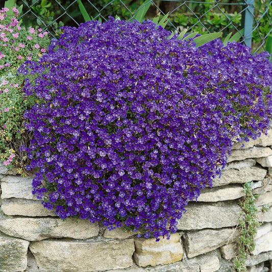 Rock Cress - Blue