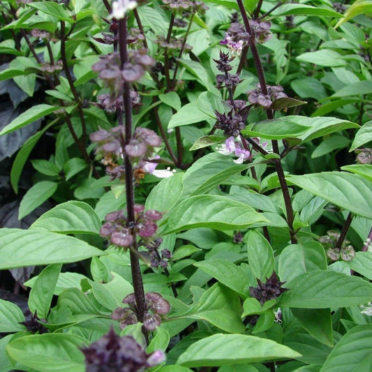 Basil - Blue Spice