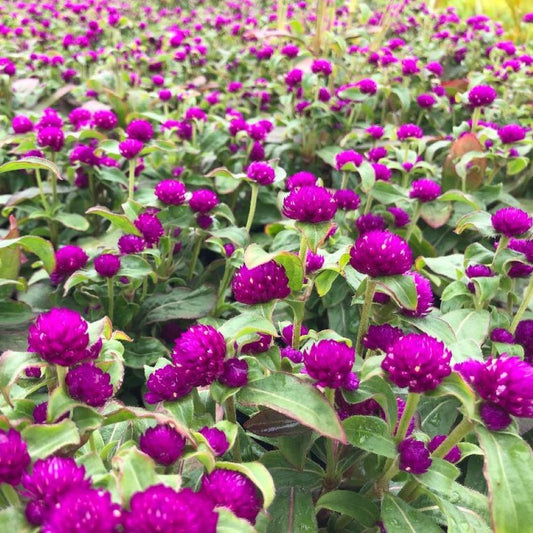 Globe Amaranth - Little Buddy