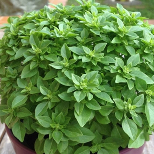 Basil - Bush