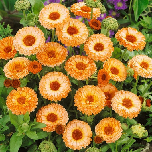 Calendula - Pink Surprise
