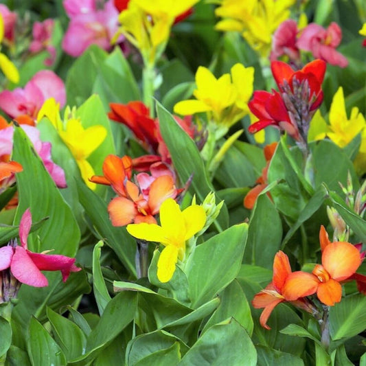 Canna Lily - Mix x 15