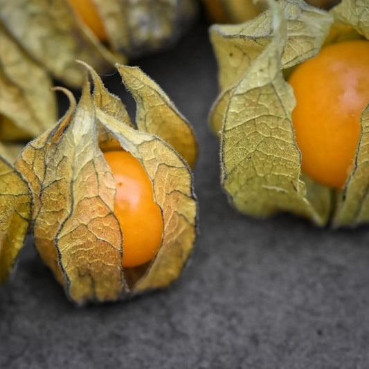 Cape Gooseberry - Golden Nugget