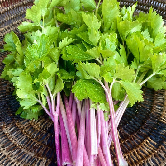Celery - Chinese Pink