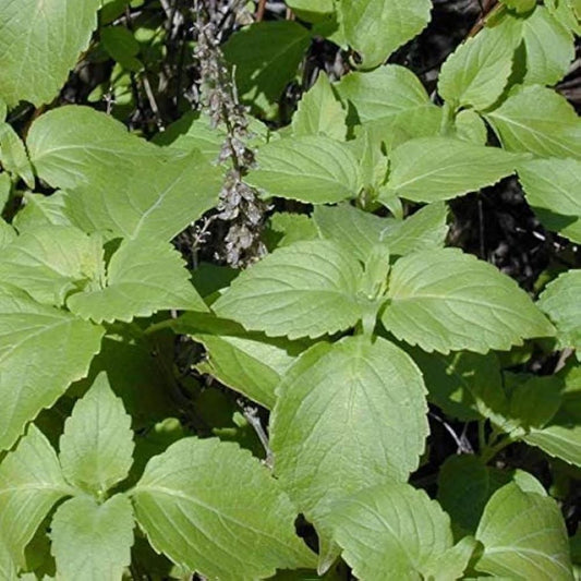 Basil - Clove Scented