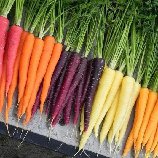 Carrot - Coloured Mix