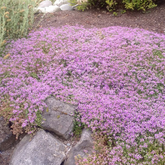 Creeping Thyme