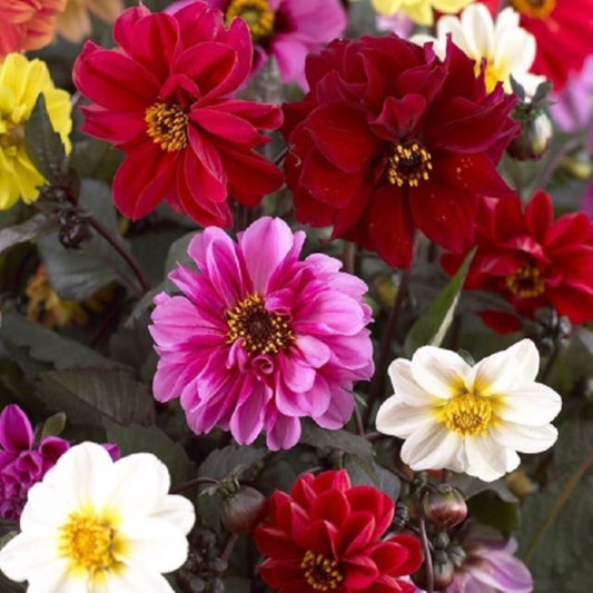 Dahlia - Red Skin Mixed