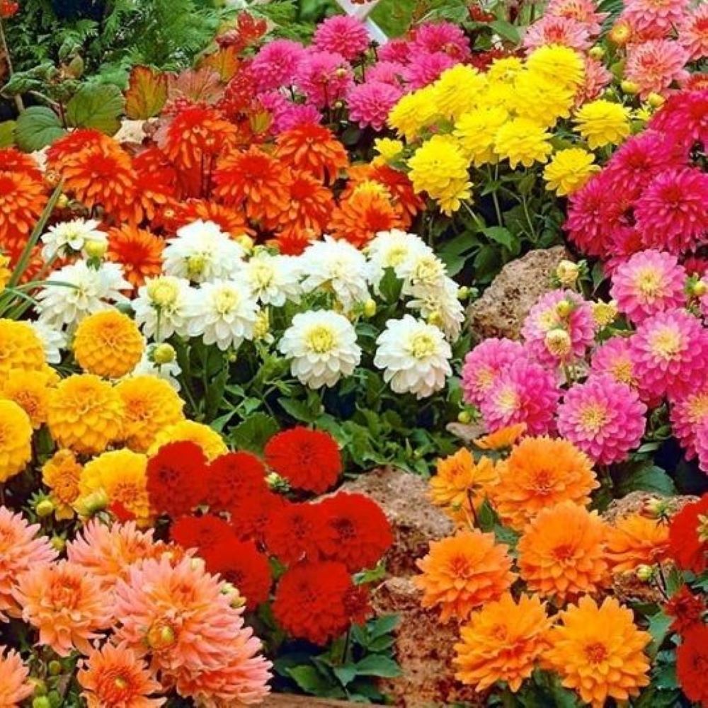 Dahlia - Dwarf Double Opera Mix