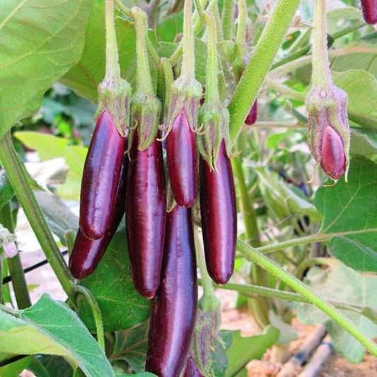 Eggplant - Little Fingers
