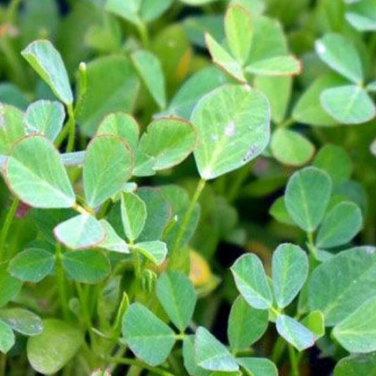 Fenugreek