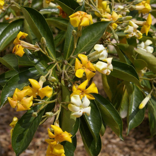 Native Frangipani