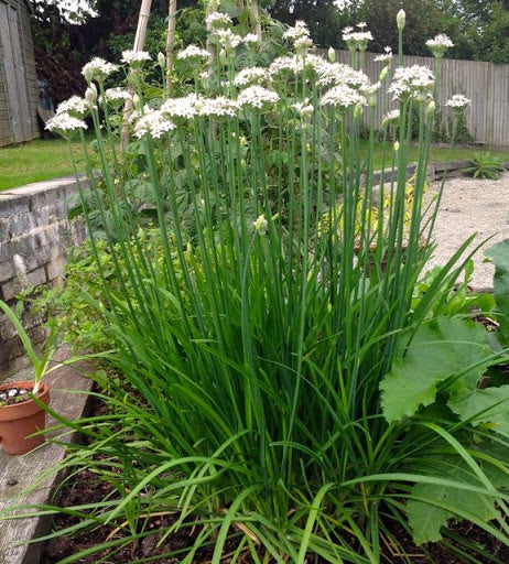 Chives - Garlic