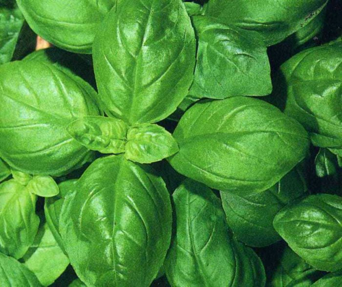 Basil - Gecofure