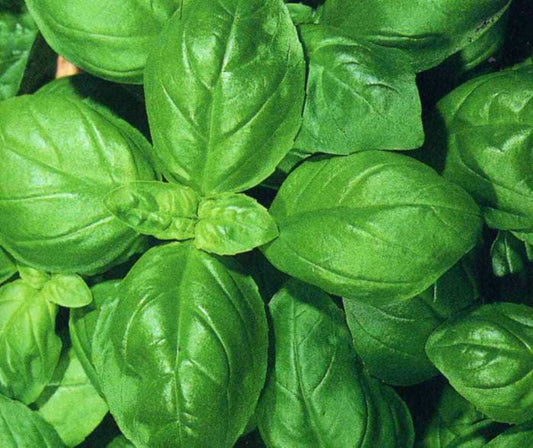 Basil - Gecofure