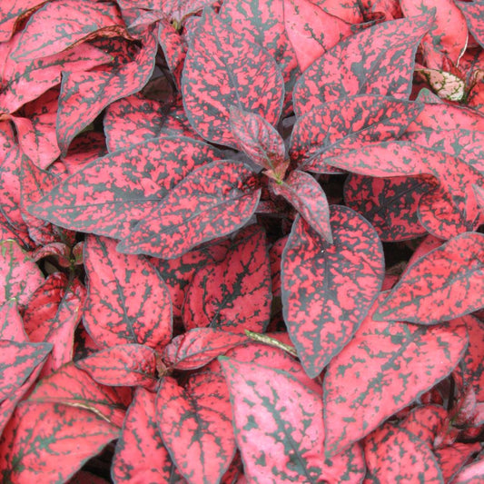 Polka Dot Plant - Red