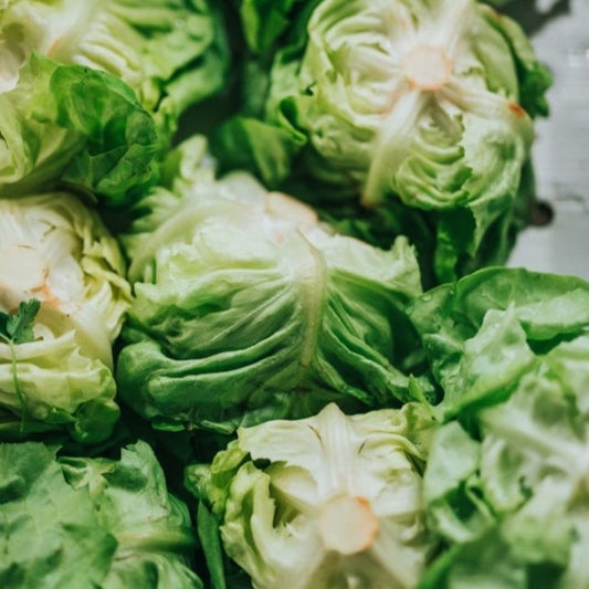 Lettuce - Iceberg