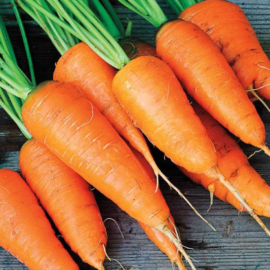 Carrot - Short Kuroda