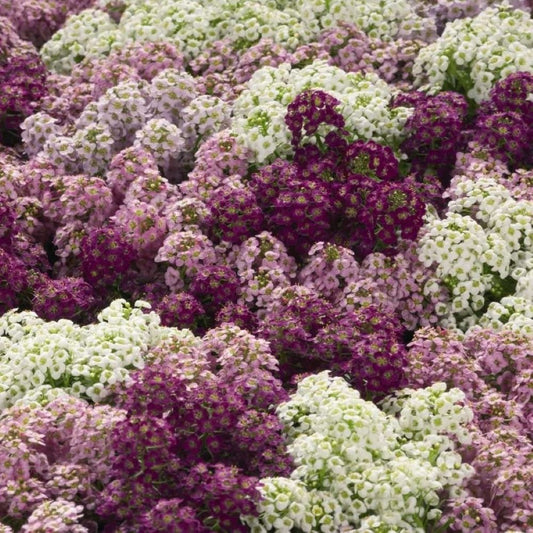 Alyssum - Magic Circles Mix