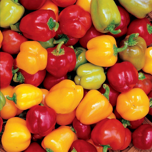 Capsicum-Mini Mix