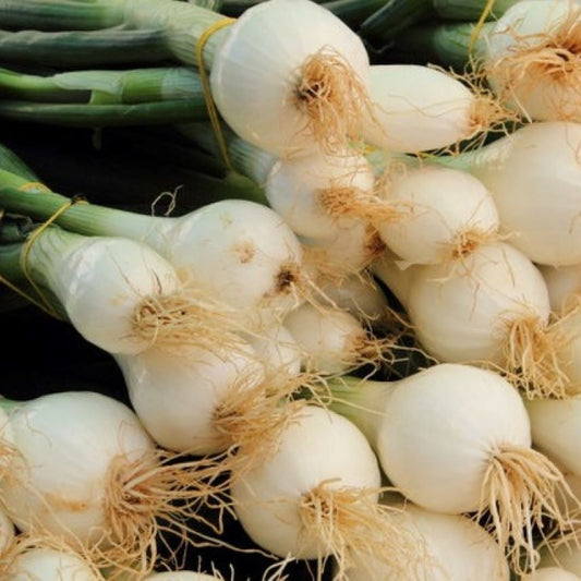 Onion - Mini Pompei