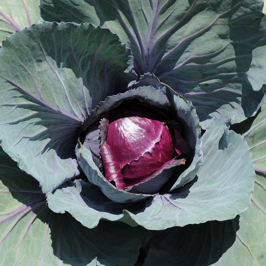 Cabbage - Mini Red
