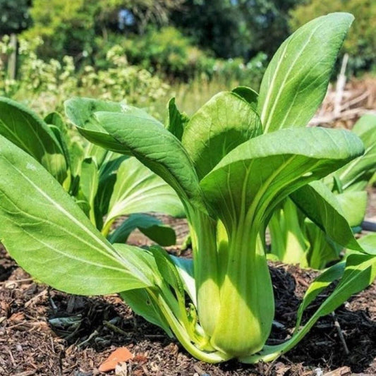 Pak Choi - Green