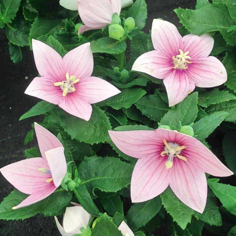 Balloon Flower - Tall Rose