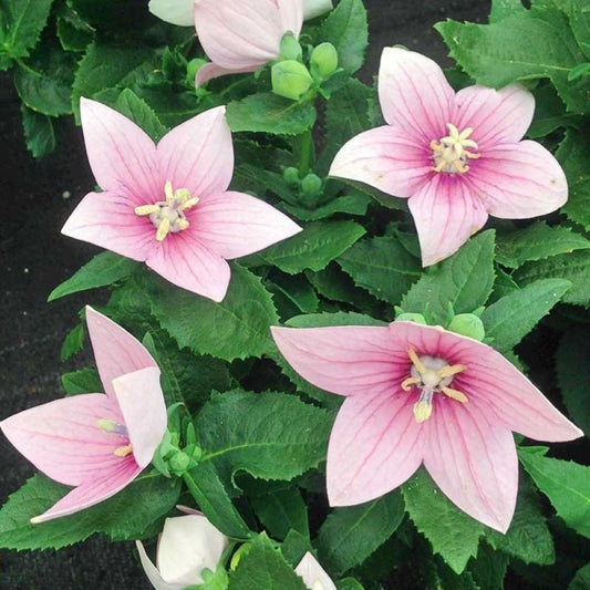 Balloon Flower - Tall Rose
