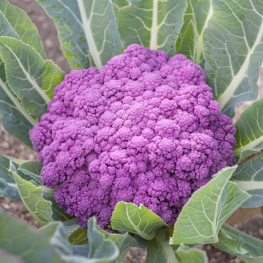 Cauliflower - Purple Sicily