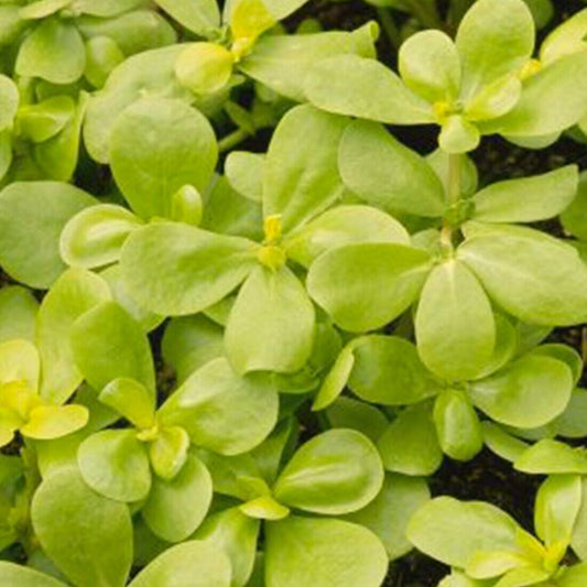 Purslane - Golden