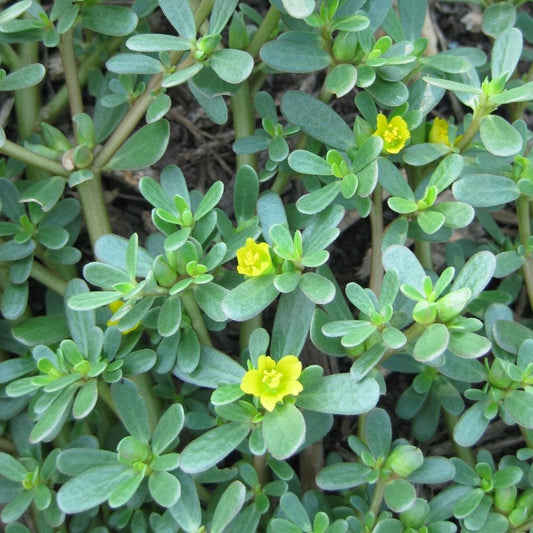 Purslane - Green