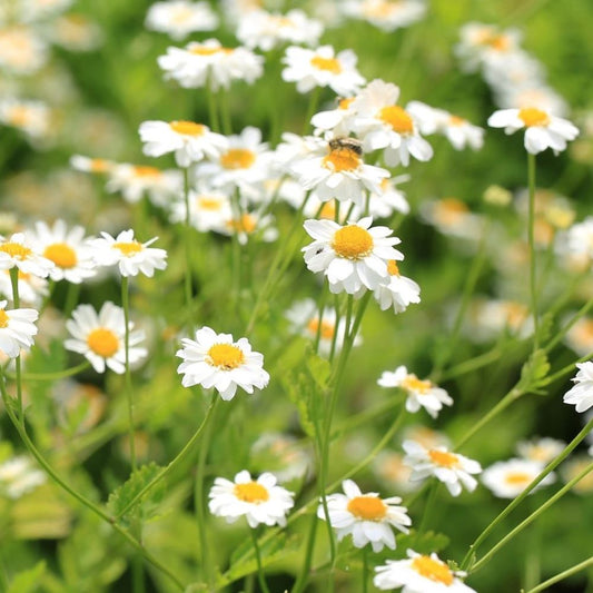 Pyrethrum