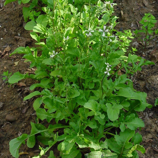 Rocket