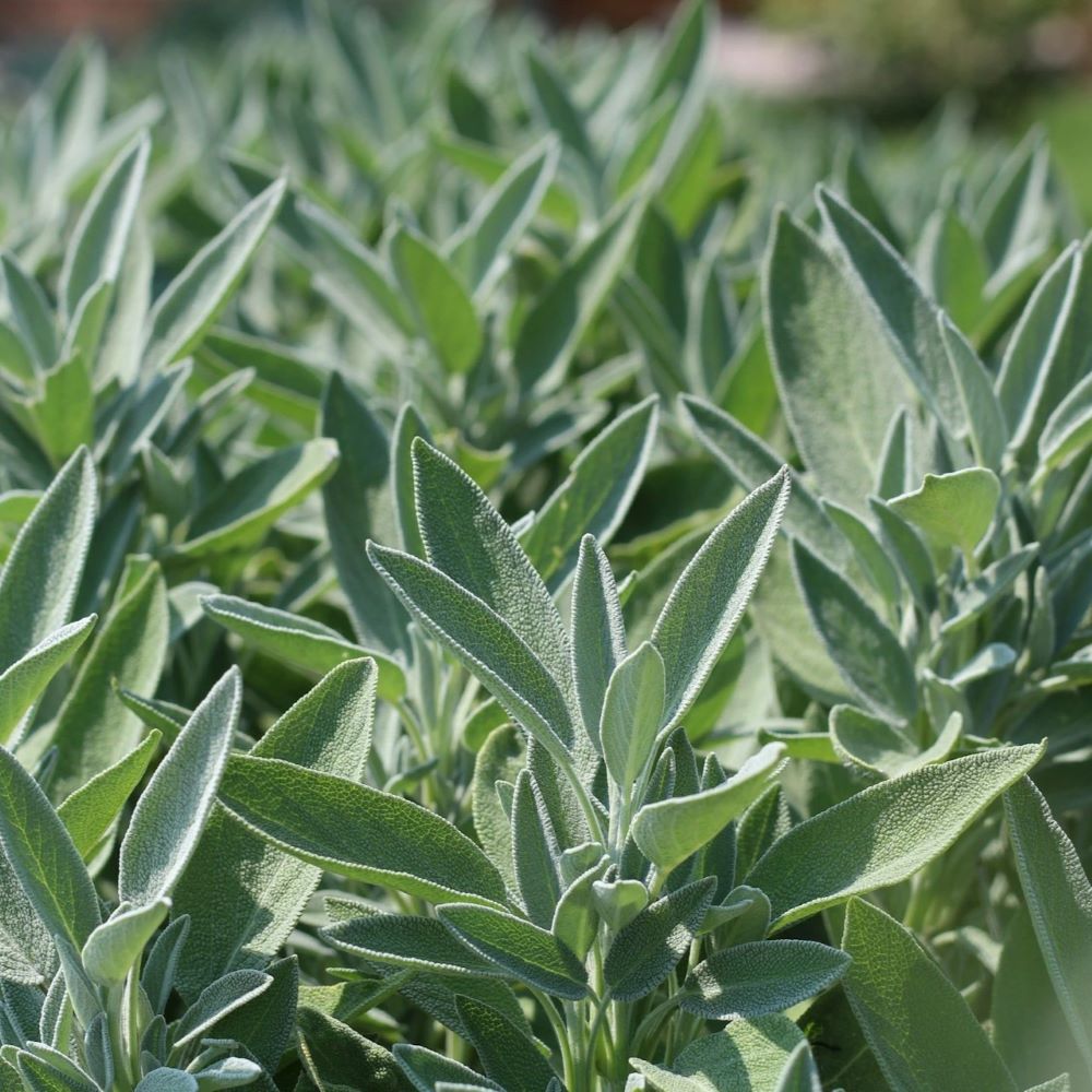 Sage