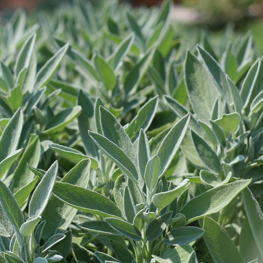 Sage