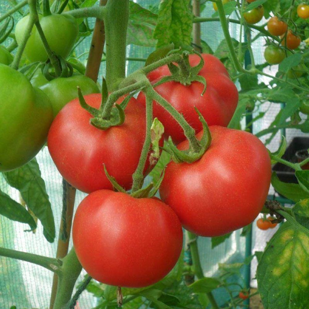 Tomato - Scoresby Dwarf