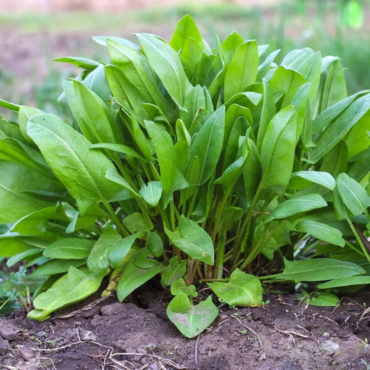 Sorrel