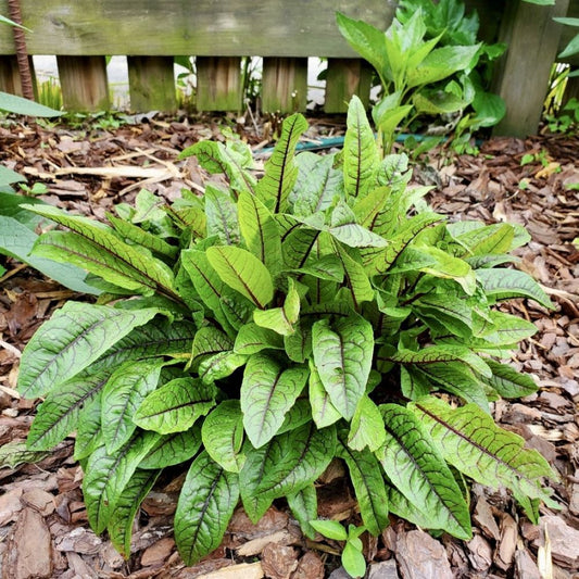 Sorrel - Red Veined