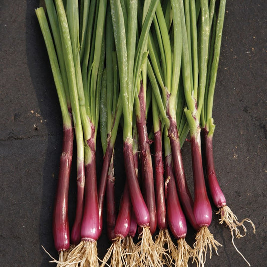 Spring/Bunching Onion Red