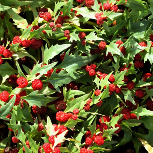 Strawberry Spinach