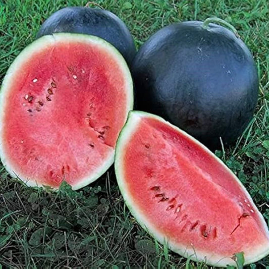 Watermelon - Sugarbaby