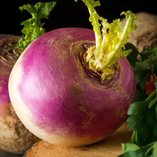 Swede - American Purple Top