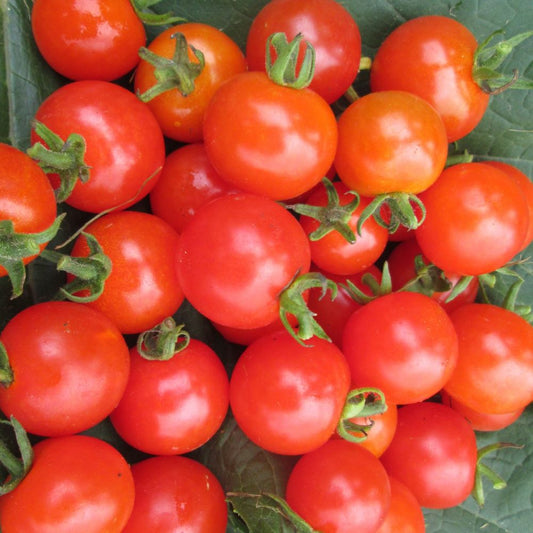 Tomato - Sweetie